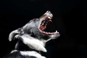 Scary dog barking showing teeth
